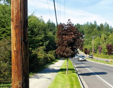 How to Care for Your Garden's Asset — Trees