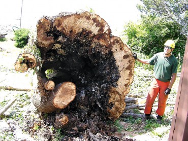 How to Care for Your Garden's Asset — Trees