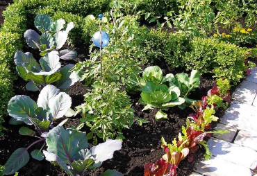 Garden to Table — Vegetables in Small Spaces