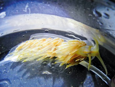 Nudibranch