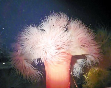 Plumose Anemone