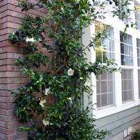 Camellia 'Setsugekka' was espeliered and grows next to the entrance of this home.
