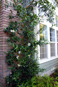 Camellia 'Setsugekka' was espeliered and grows next to the entrance of this home.