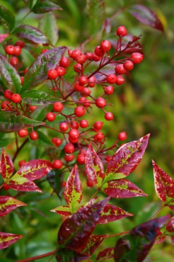 Nandina domestica