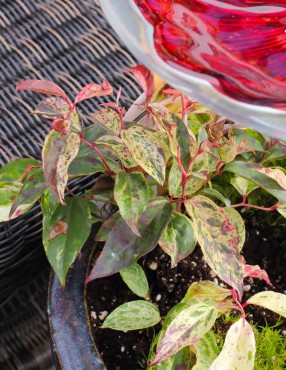 Leucothoe 'Rainbow'