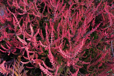 Calluna 'Wickwar Flame'