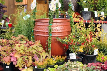 Kingston Henery Hardware in Kingston displays shrubs, trees and perennials that brighten the winter garden.