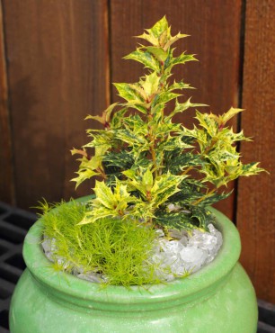 False holly (Osmanthus 'Goshiki') with Scotch moss (Sagina subulata 'Aurea') at its feet