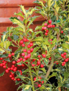 Ilex 'Northern Lights'