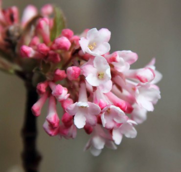 Viburnum x bodnantense 'Charles Lamont'