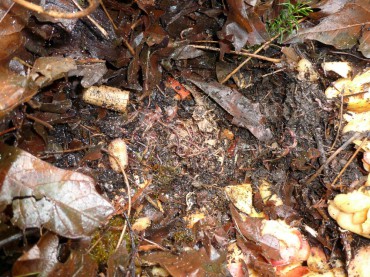 With the leaves pulled away, we can see the red wrigglers eating through kitchen scraps even in freezing temperatures.