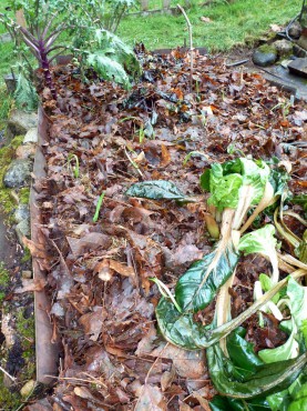 Fall planted garlic mulched with chopped maple leaves.