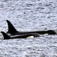 Orca whales sighted in Gig Harbor area (Photo by Katie Schmetzer)