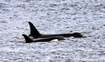 Orca whales sighted in Gig Harbor area (Photo by Katie Schmetzer)