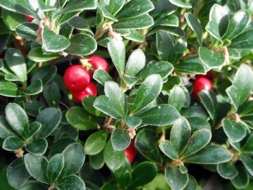 Kinnikinnick or bearberry, Arctostaphylos uva-ursi. One of the common names, the genus and species all are different words that mean bearberry.