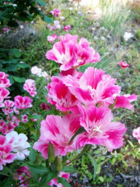 Farewell-to-spring, Clarkia amoena. This genus was named for William Clark.