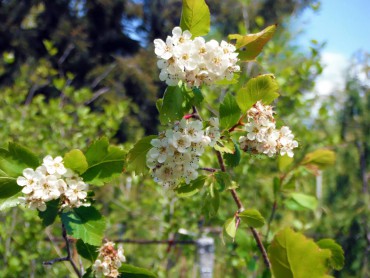 Western hawthorn, Crataegus douglasii, is one of the many plants named after David Douglas.