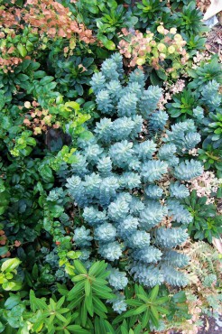 Gravel in the Garden