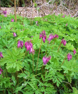 Western bleeding heart, Dicentra formosa. Formosa means beautiful.