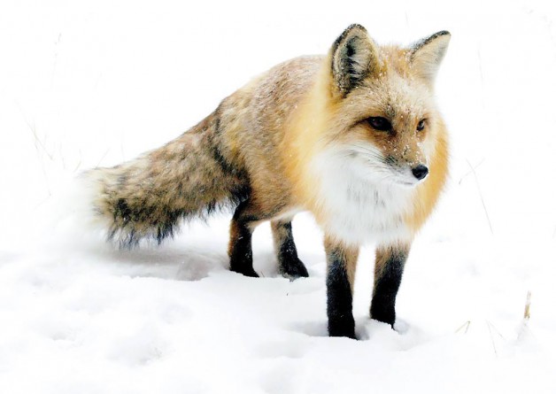 Red Fox
