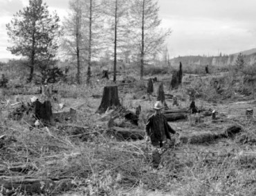 Historical Plants of West Sound