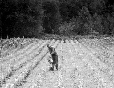 Historical Plants of West Sound