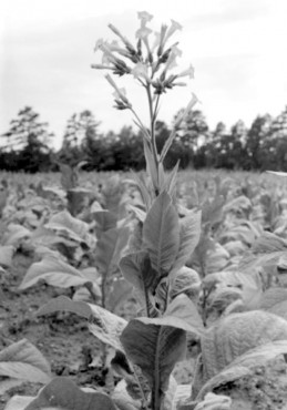 Historical Plants of West Sound