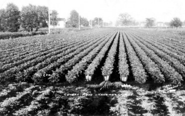 Historical Plants of West Sound