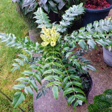 Mahonia