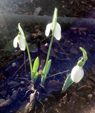 Snow Drops