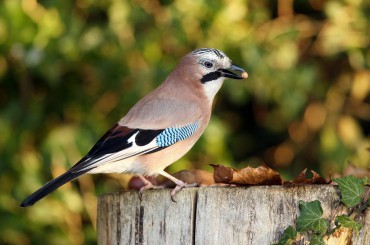 Jay on Fence Post