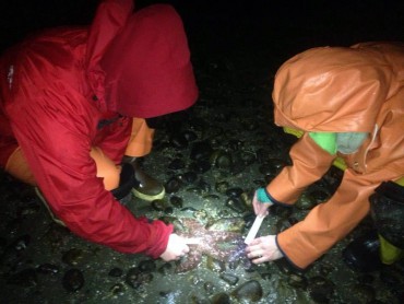 Measuring healthy sea stars.