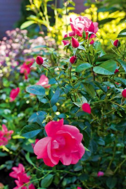 Margie and Jerry Breunig — Dedicated Gardeners