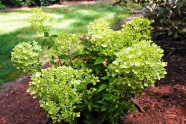 Margie and Jerry Breunig — Dedicated Gardeners