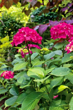 Margie and Jerry Breunig — Dedicated Gardeners