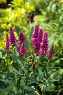 Margie and Jerry Breunig — Dedicated Gardeners