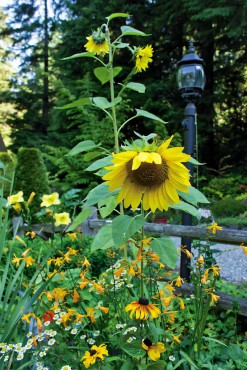 Margie and Jerry Breunig — Dedicated Gardeners