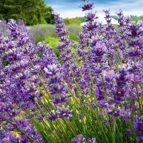 Lavender is given the meaning "devotion" yet also symbolizes "distrust" after a Victorian legend that the dangerous Asp that killed Cleopatra hid under a lavender bush.