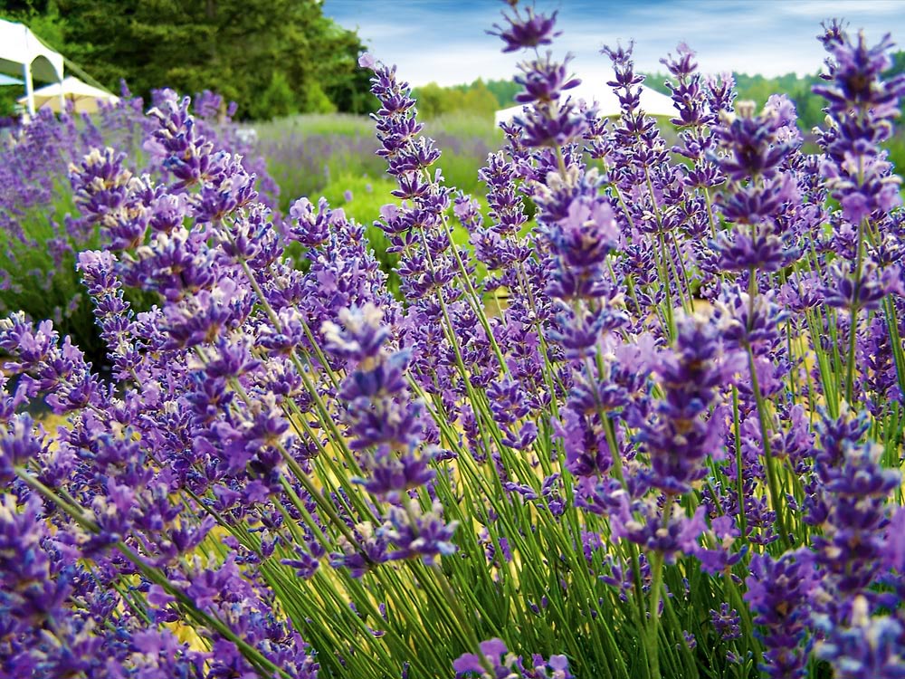 The Language of Flowers, What Flowers Mean