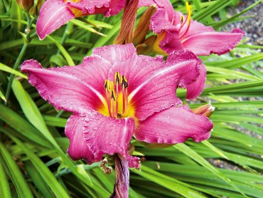 Daylily is given the meaning "coquetry" or "playful gaiety."