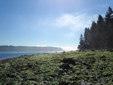 Manchester State Park is one of the many places where you can kayak in West Sound (Discover Pass is required for parking).