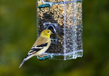 Backyard Bird Feeding Makes A Difference