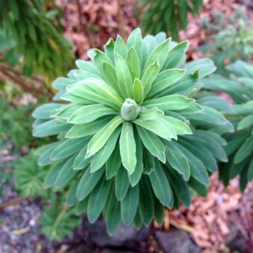 Euphorbia characias subsp. wulfenii, an impressive plant with lovely structure and flowers, bears thousands of seeds that it disperses even while the flowers remain attractive and trick the gardener into leaving them on the plant too long. The plant's caustic sap can cause allergic reactions and harm eyes, so gardeners need to be careful when working around them. Many euphorbias seed freely, and may become a problem as they escape the confines of their gardens.