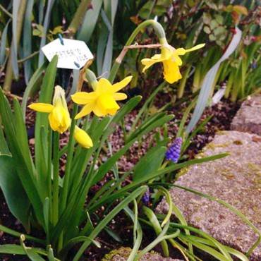 Daffodils