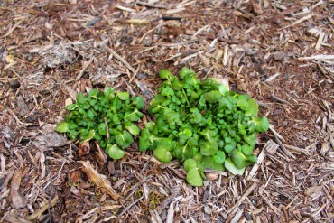 Get The Dirt -  Bittercress weeds