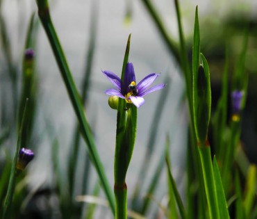 Woodbrook Native Plant Nursery