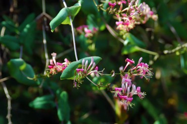 Woodbrook Native Plant Nursery