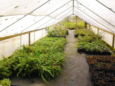 Woodbrook Native Plant Nursery