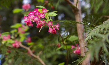 Woodbrook Native Plant Nursery