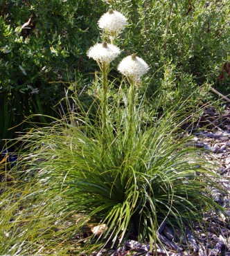 Woodbrook Native Plant Nursery